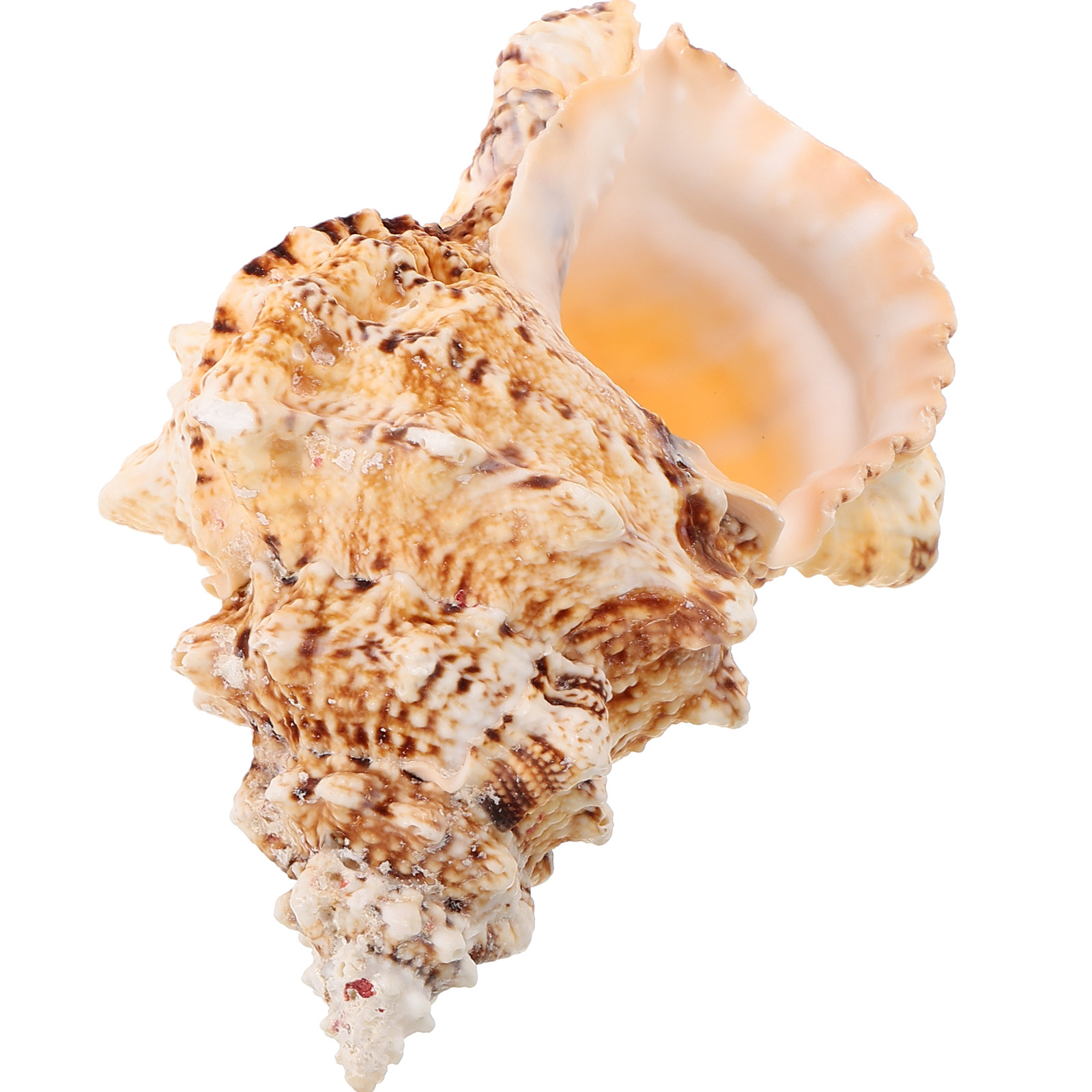 Grande coquille de conque natu - Aquarium Marina avis et prix