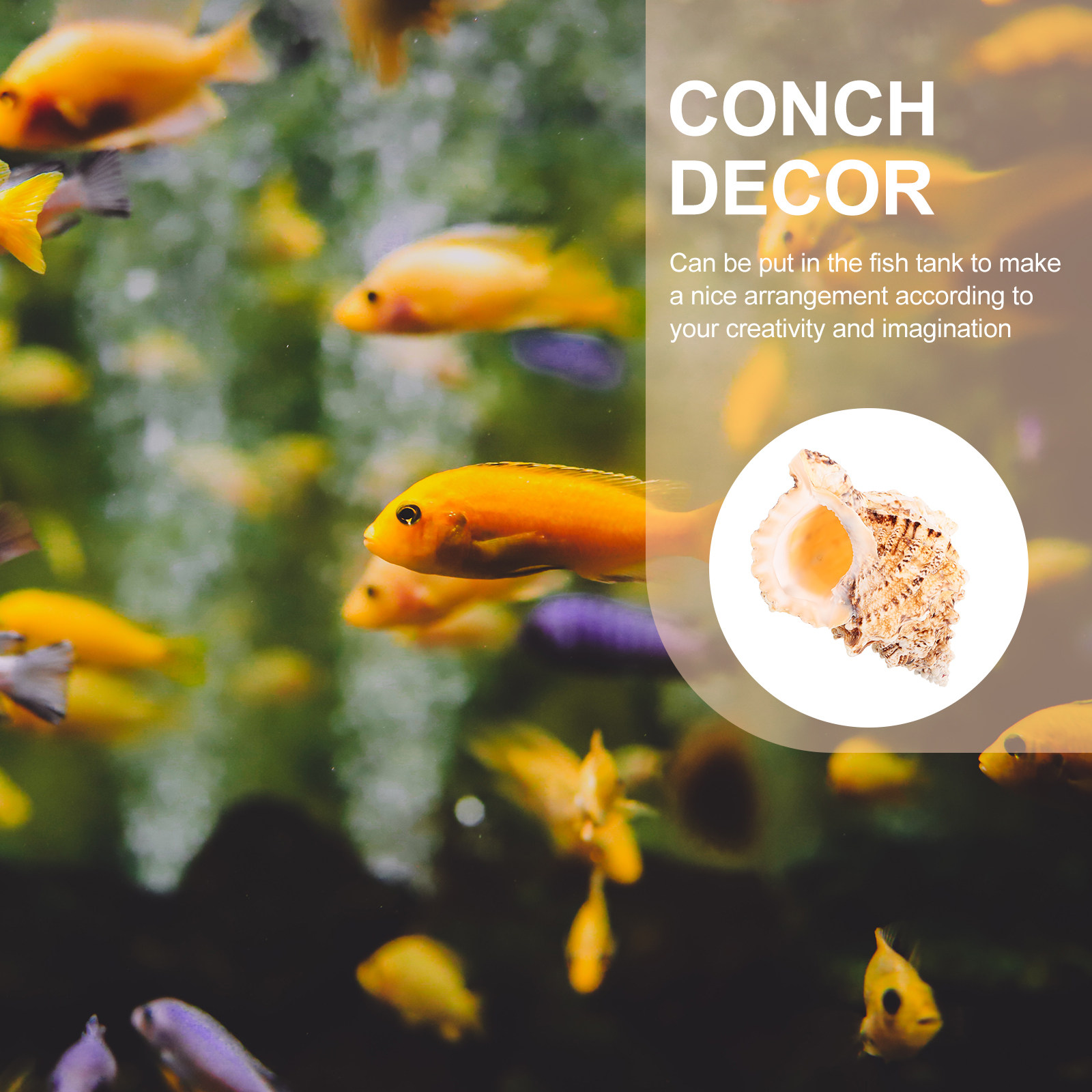 Grande coquille de conque natu - Aquarium Marina avis et prix