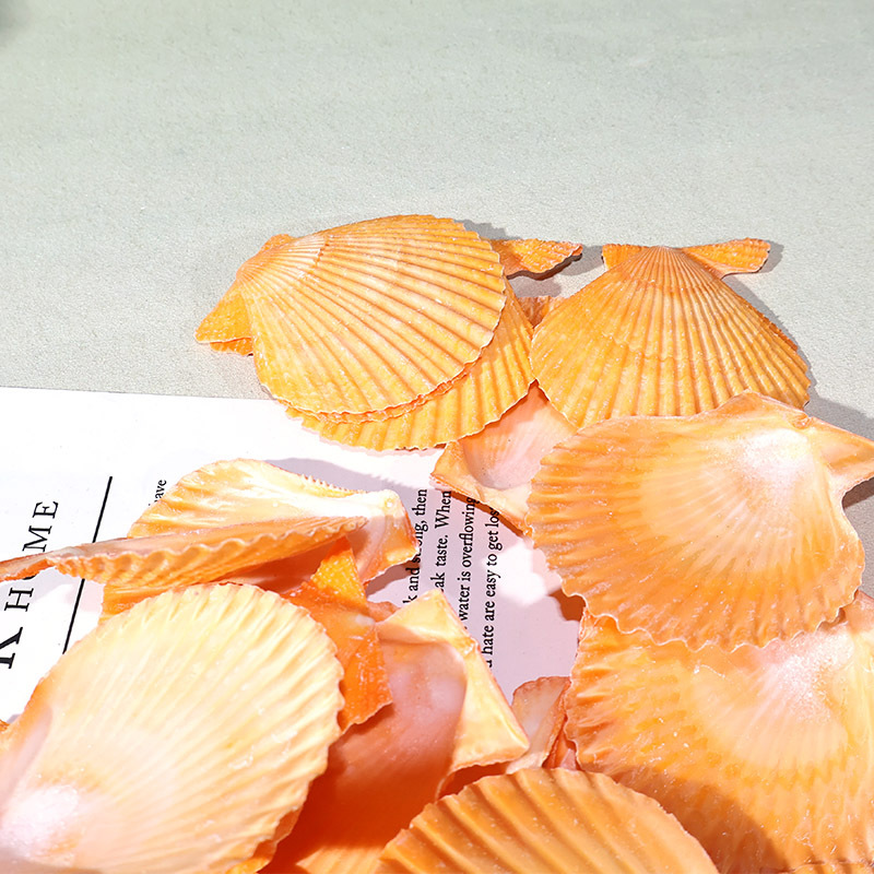 Meilleur coquille de pétoncle  - Aquarium Marina avis et prix
