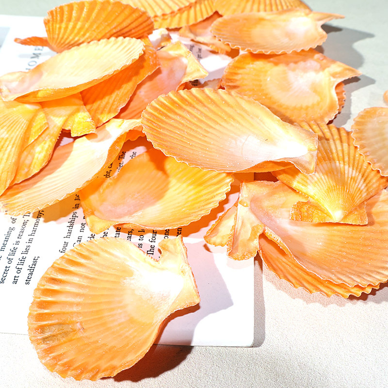 Meilleur coquille de pétoncle  - Aquarium Marina avis et prix