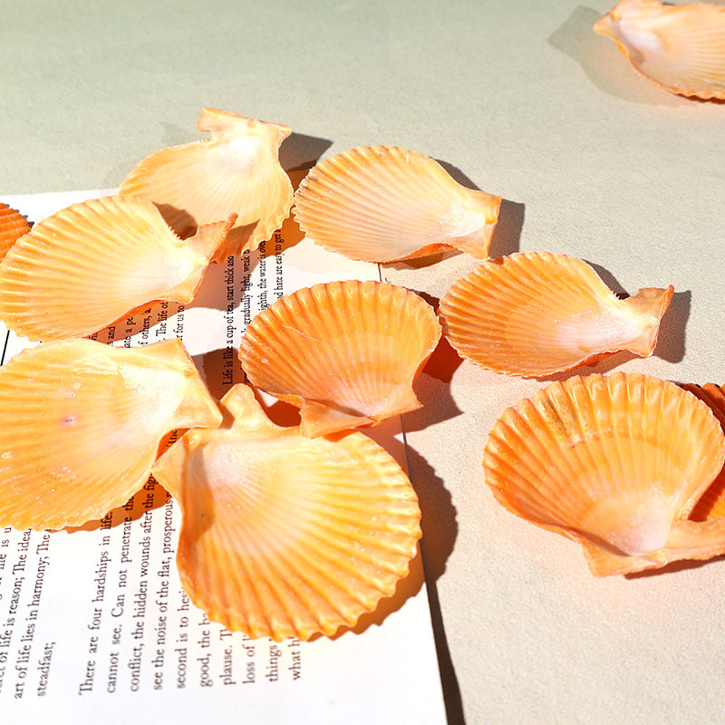 Meilleur coquille de pétoncle  - Aquarium Marina avis et prix