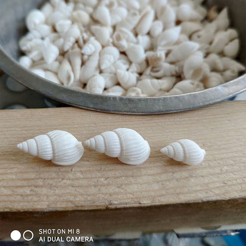 Coquillages naturels de Zeuxis - Aquarium Marina avis et prix