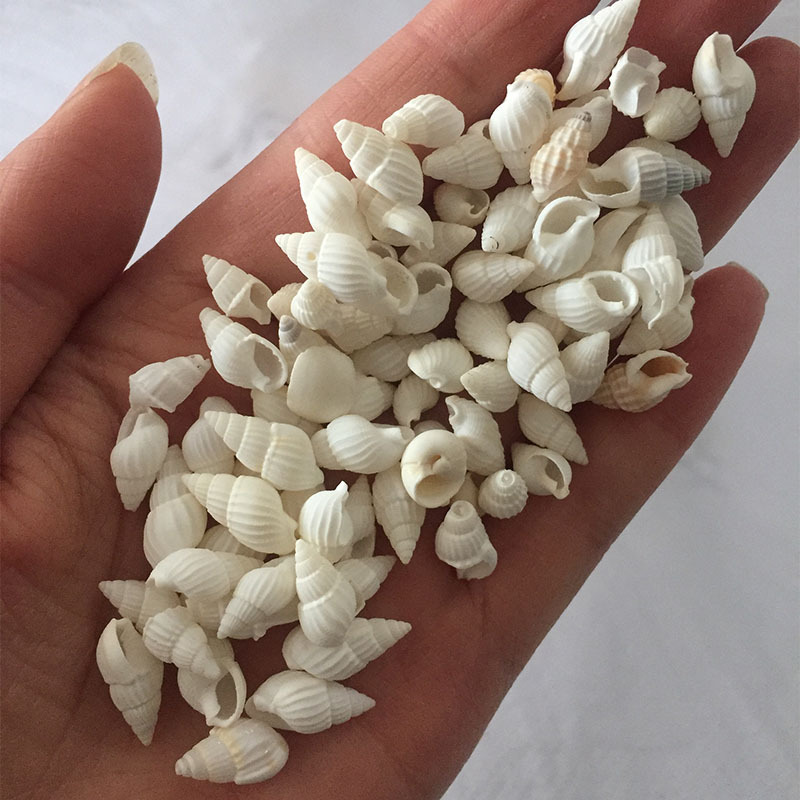 Coquillages naturels de Zeuxis - Aquarium Marina avis et prix